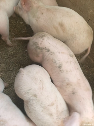 PURCEI vand rasa Pietrein cu Marele Alb