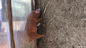 vand purcei duroc - imagine 3 vand purcei duroc - imagine 3