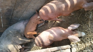 vand purcei duroc - imagine 2 vand purcei duroc - imagine 2