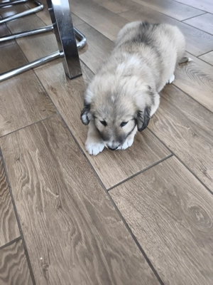 Donez catel metisi baietel - imagine 2