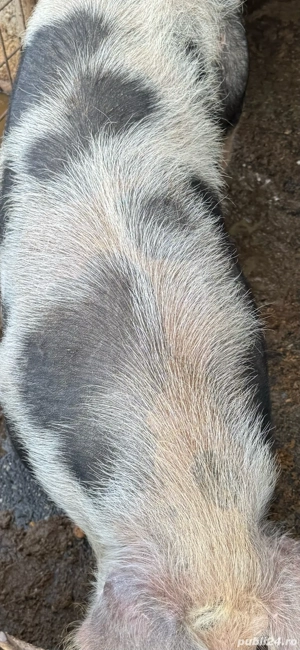 Vând porc  - imagine 5 Vând porc  - imagine 5