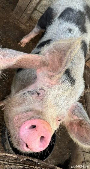 Vând porc  - imagine 2 Vând porc  - imagine 2