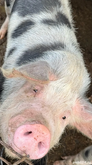 Vând porc  - imagine 3 Vând porc  - imagine 3