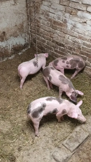 Schimb porci si purcei pe vaca cu lapte