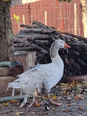 Vând gâscan sau schimb cu gâscă creață (de Sevastopol) - imagine 4 Vând gâscan sau schimb cu gâscă creață (de Sevastopol) - imagine 4