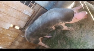 Schimb porci si purcei pe vaca cu lapte - imagine 3