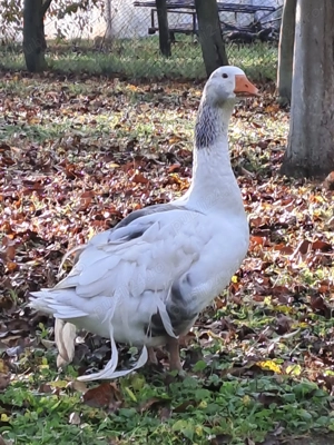 Vând gâscan sau schimb cu gâscă creață (de Sevastopol) - imagine 2 Vând gâscan sau schimb cu gâscă creață (de Sevastopol) - imagine 2