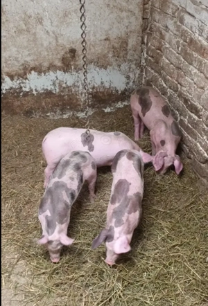 Schimb porci si purcei pe vaca cu lapte - imagine 2