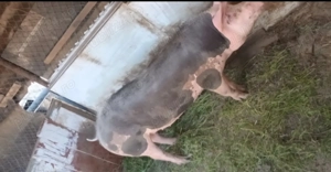 Schimb porci si purcei pe vaca cu lapte - imagine 4