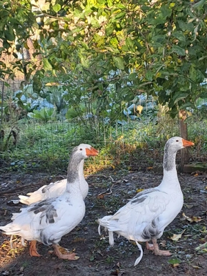 Vând gâscan sau schimb cu gâscă creață (de Sevastopol) - imagine 3 Vând gâscan sau schimb cu gâscă creață (de Sevastopol) - imagine 3