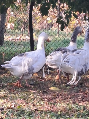 Vând gâscan sau schimb cu gâscă creață (de Sevastopol)