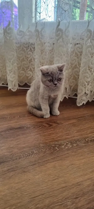 Vând pui British Shorthair  - imagine 2