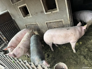 Vând porci  - imagine 2