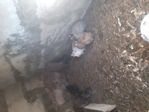 Iepuri de vanzare Cap de Leu  și cocoși 