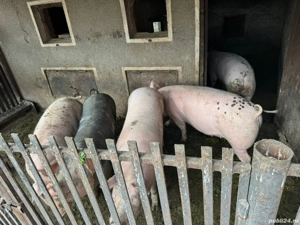 Vând porci  - imagine 3