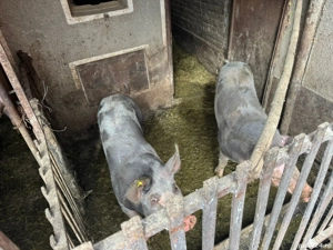 Vând porci  - imagine 4