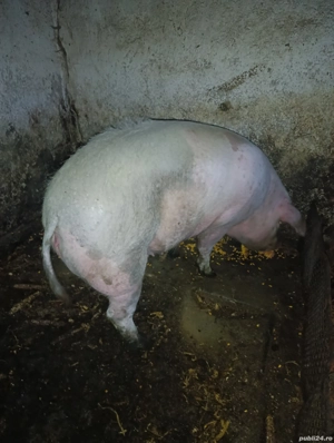 vand purcica  - imagine 2