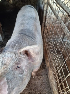 porc de vînzare 200kg 