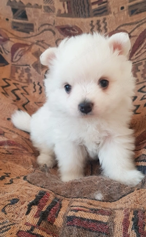 Pomeranieni fetite - imagine 2 Pomeranieni fetite - imagine 2