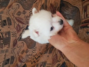 Pomeranieni fetite - imagine 3 Pomeranieni fetite - imagine 3