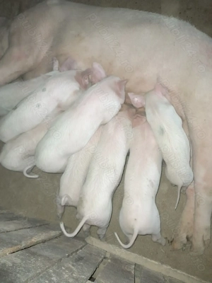 Purcei de vânzare  - imagine 2 Purcei de vânzare  - imagine 2