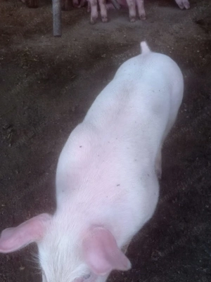 purcei 7 saptamani - imagine 2