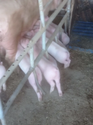 purcei 7 saptamani - imagine 5