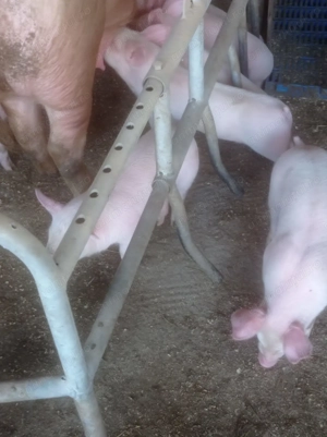 purcei 7 saptamani - imagine 3