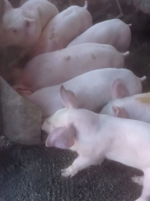 purcei 7 saptamani - imagine 4