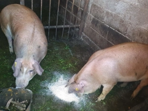 Vand 4 porci. 2 de 180-200kg, 2 de 110-130kg. Crescuti in gospodarie proprie - imagine 2 Vand 4 porci. 2 de 180-200kg, 2 de 110-130kg. Crescuti in gospodarie proprie - imagine 2