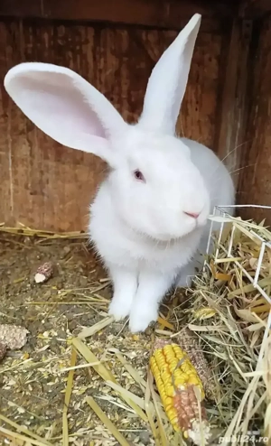 vând sau schimb  - imagine 2