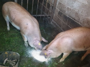 Vand 4 porci. 2 de 180-200kg, 2 de 110-130kg. Crescuti in gospodarie proprie - imagine 3 Vand 4 porci. 2 de 180-200kg, 2 de 110-130kg. Crescuti in gospodarie proprie - imagine 3