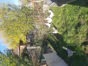 Iepuri de vanzare Cap de Leu  și cocoși  - imagine 2