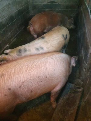 Vand 4 porci. 2 de 180-200kg, 2 de 110-130kg. Crescuti in gospodarie proprie - imagine 4 Vand 4 porci. 2 de 180-200kg, 2 de 110-130kg. Crescuti in gospodarie proprie - imagine 4