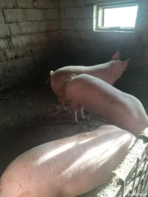 Porci de vânzare - imagine 2