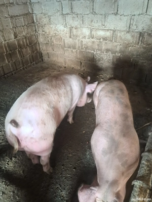 Porci de vânzare - imagine 4