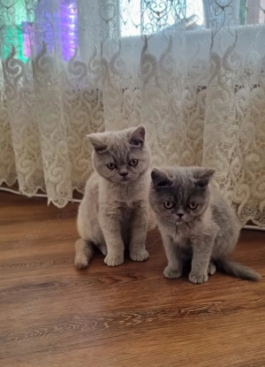 Vând pui British Shorthair  - imagine 3