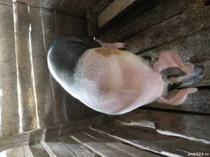 Vând porc  - imagine 3