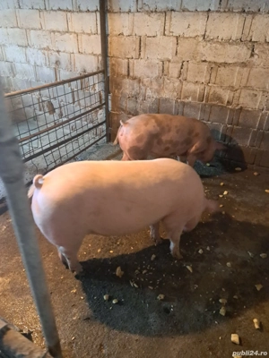 Porci de vânzare - imagine 3