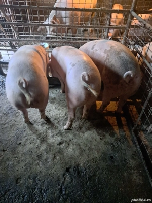 Porci de vânzare - imagine 5