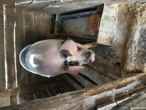 Vând porc  - imagine 2