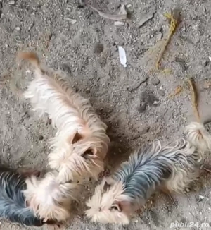 Femela Yorkshire talie mică