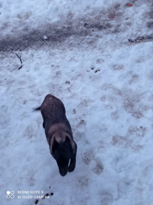 Donez catelusa ciobănesc belgian