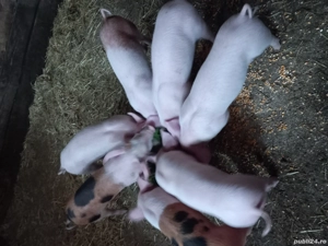 vand purcei 7 saptamani