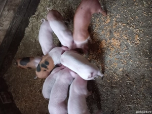 vand purcei 7 saptamani - imagine 2