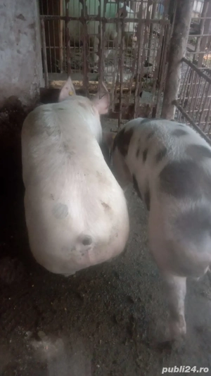 porcii de carne - imagine 2