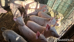 Purcei,  2 luni   - imagine 2