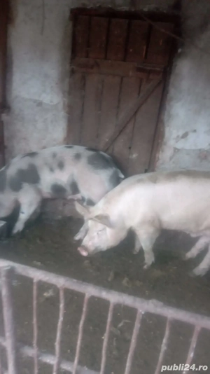 porcii de carne - imagine 3