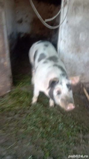 porcii de carne - imagine 4