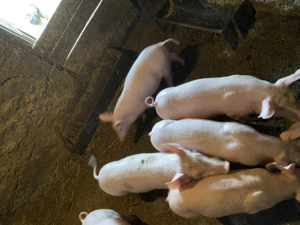 Purcei de vânzare!! Vârsta 3 luni!!